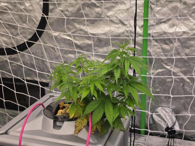 Aero #kannabia sunset sherbet. Week 6