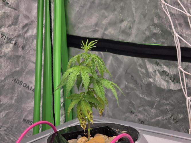 Aero #kannabia sunset sherbet. Week 6