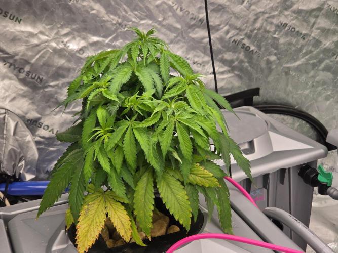 Aero #kannabia Candy cream go fast. Week 6