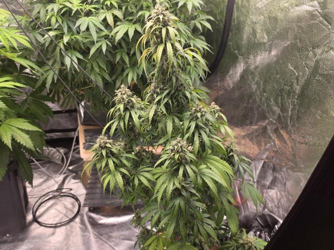 Coco auto medicinal grow RQS. Week 11