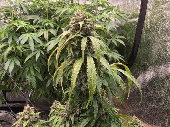 Coco auto medicinal grow RQS. Week 11