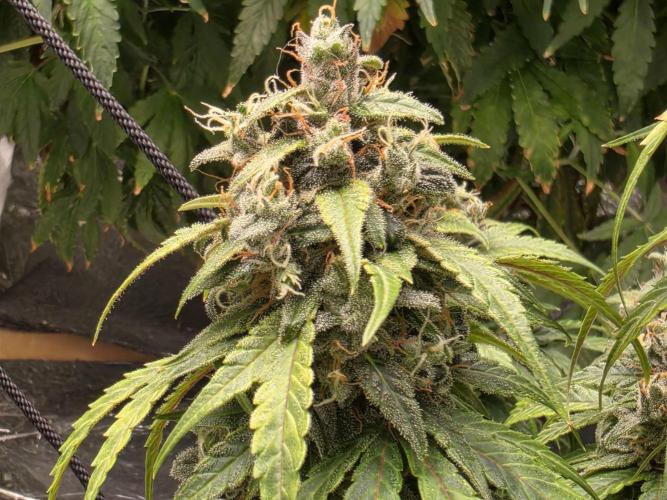 Coco auto medicinal grow RQS. Week 11