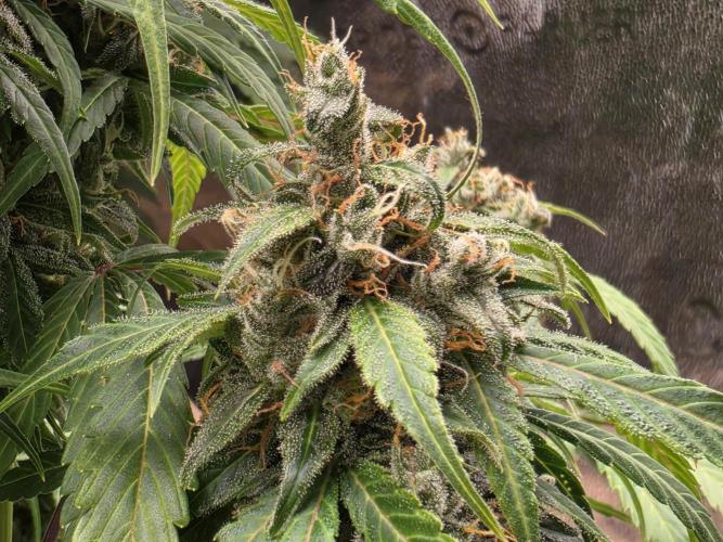 Coco auto medicinal grow RQS. Week 11