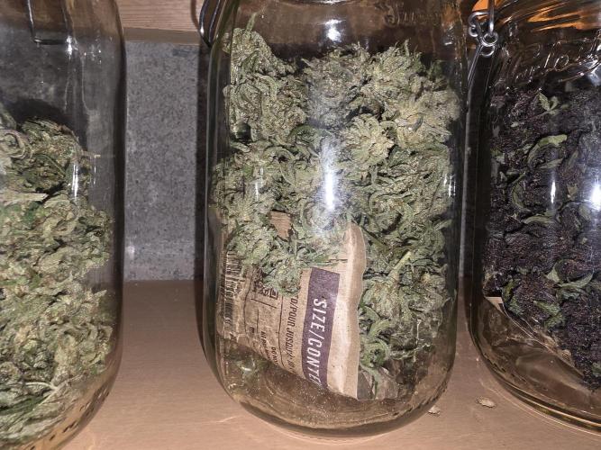 Coco auto medicinal grow RQS. Week 11