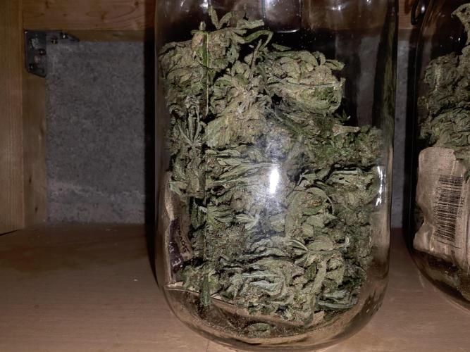 Coco auto medicinal grow RQS. Week 11