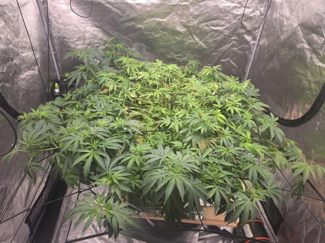 DWC Papaya Zoap Fast. Week 12