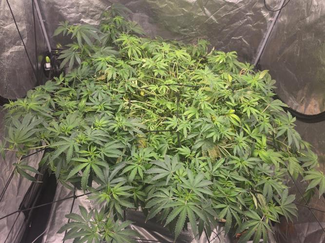 DWC Papaya Zoap Fast. Week 12