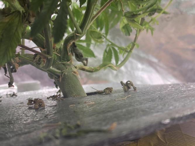 DWC Papaya Zoap Fast. Week 12