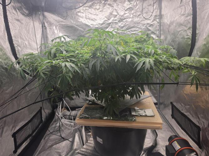 DWC Papaya Zoap Fast. Week 12