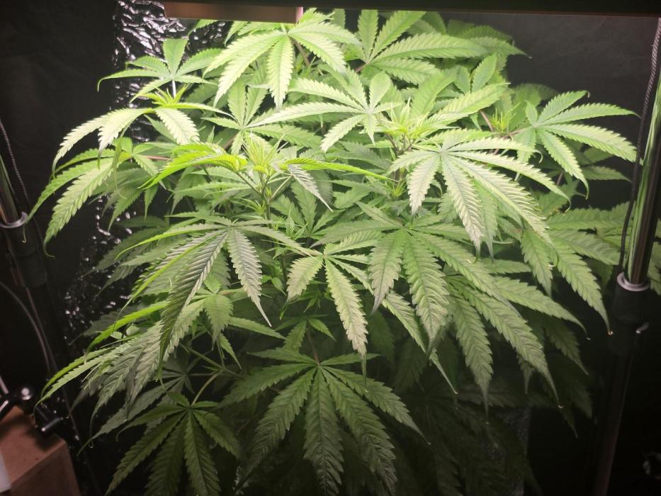 Dwc sweet cream caramel. Week 5