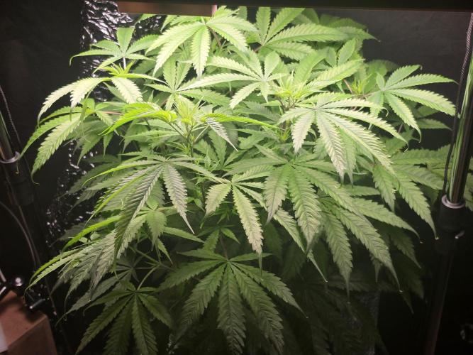 Cream Caramel. Week 5