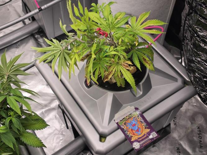 Aero sweet cream caramel. Week 7