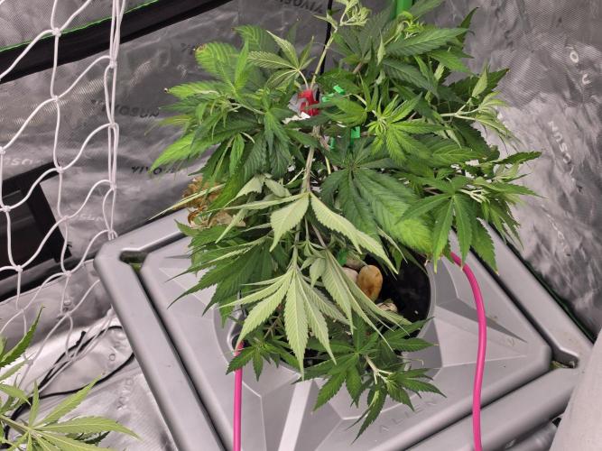 Cream Caramel. Week 7