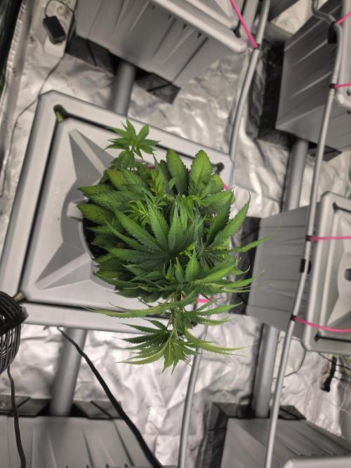 Aero #kannabia Candy cream go fast. Week 7
