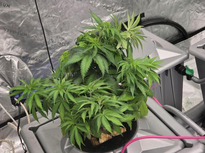 Aero #kannabia Candy cream go fast. Week 7