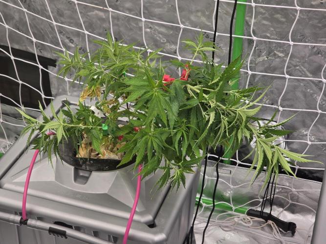 Aero #kannabia sunset sherbet. Week 7