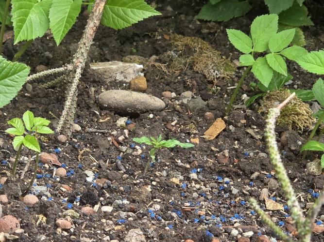 Outdoor haze 1. Week 1