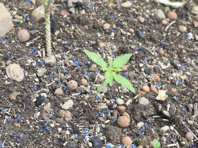 Outdoor haze 2. Week 1
