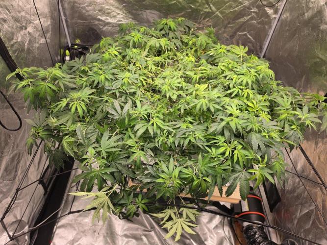 DWC Papaya Zoap Fast. Week 13