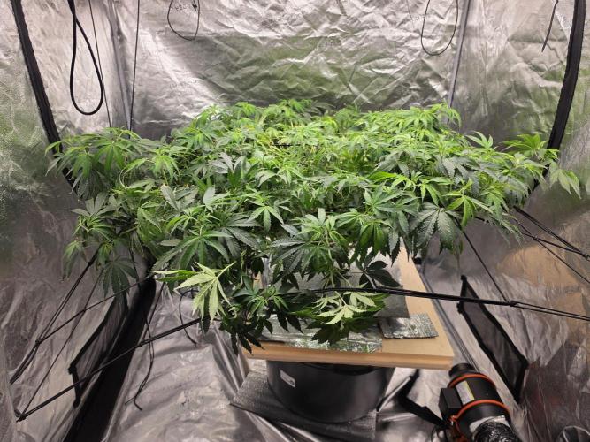 DWC Papaya Zoap Fast. Week 13