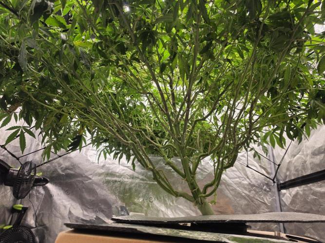 DWC Papaya Zoap Fast. Week 13