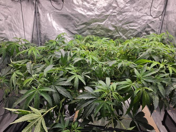 DWC Papaya Zoap Fast. Week 13