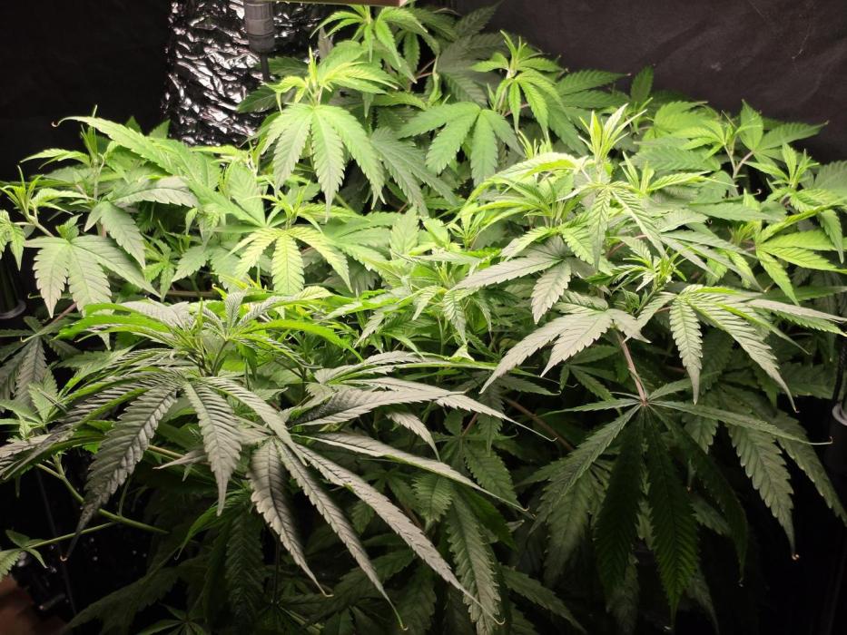 Dwc sweet cream caramel. Week 6