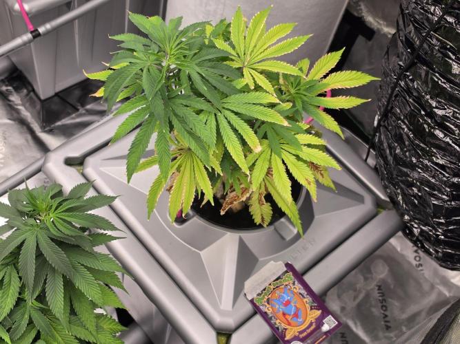 Aero sweet cream caramel. Week 8
