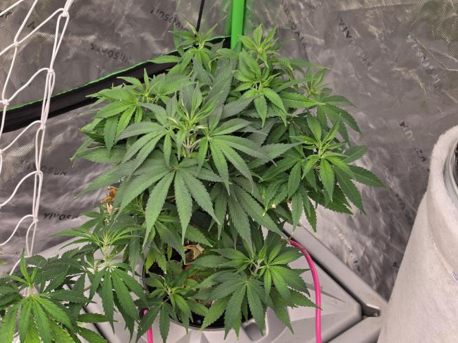 Aero sweet cream caramel. Week 8