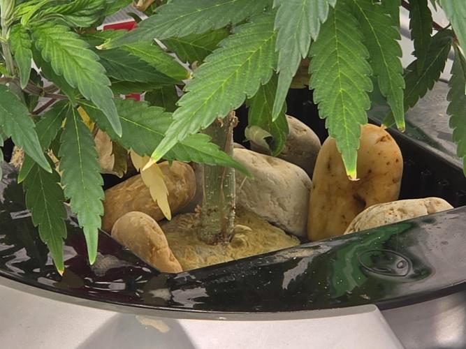 Cream Caramel. Week 8