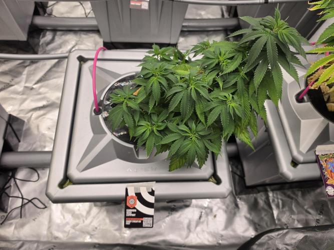 Aero #kannabia Candy cream go fast. Week 8