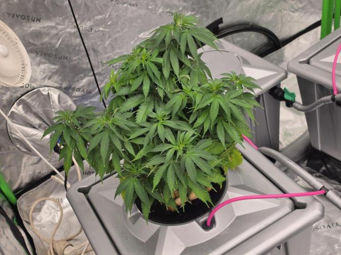 Aero #kannabia Candy cream go fast. Week 8
