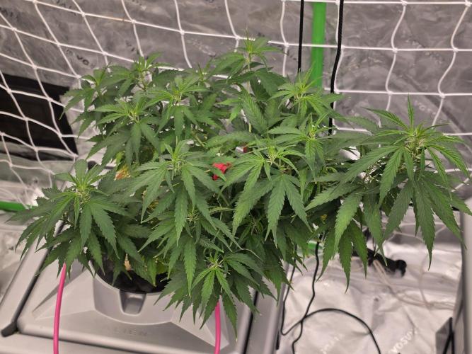 Aero #kannabia sunset sherbet. Week 8
