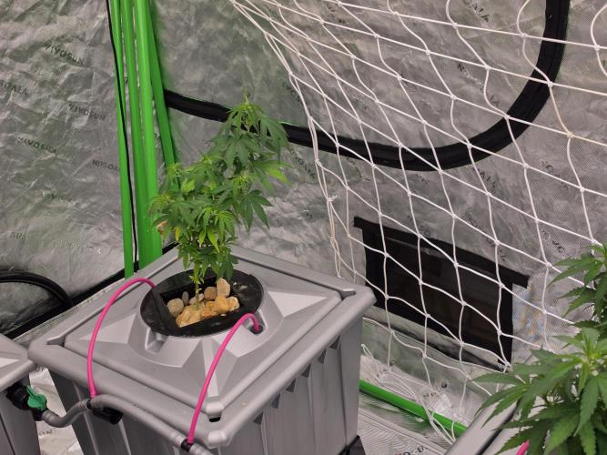Aero #kannabia sunset sherbet. Week 8