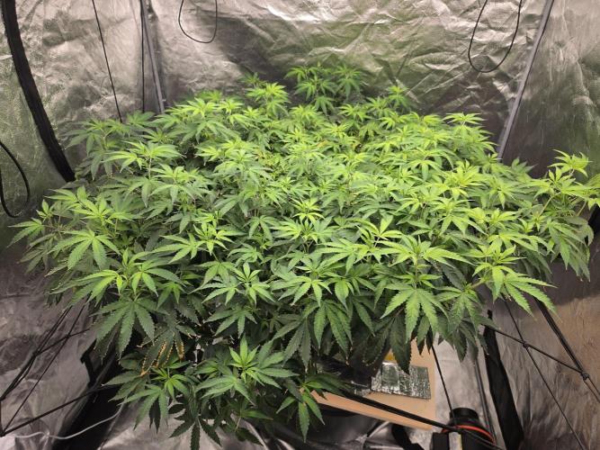 DWC Papaya Zoap Fast. Week 14