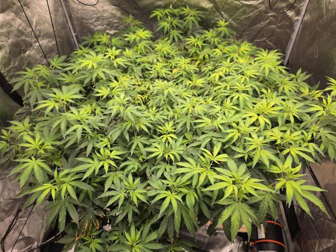 DWC Papaya Zoap Fast. Week 14