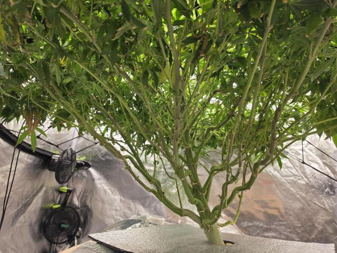 Papaya Zoap F1 Fast Version. Week 14