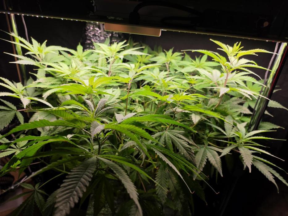 Dwc sweet cream caramel. Week 7