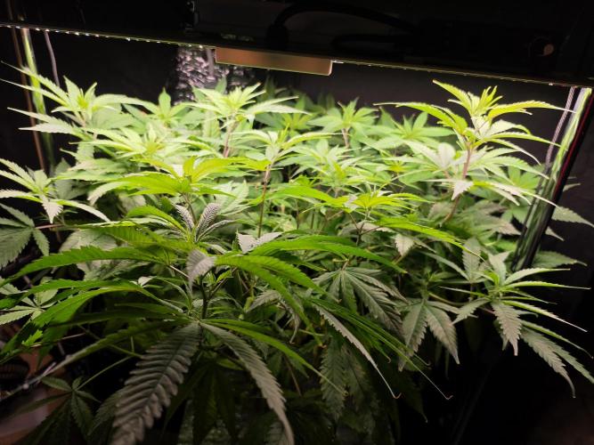 Cream Caramel. Week 7