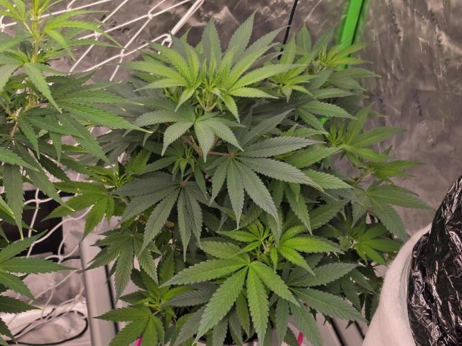 Aero sweet cream caramel. Week 9