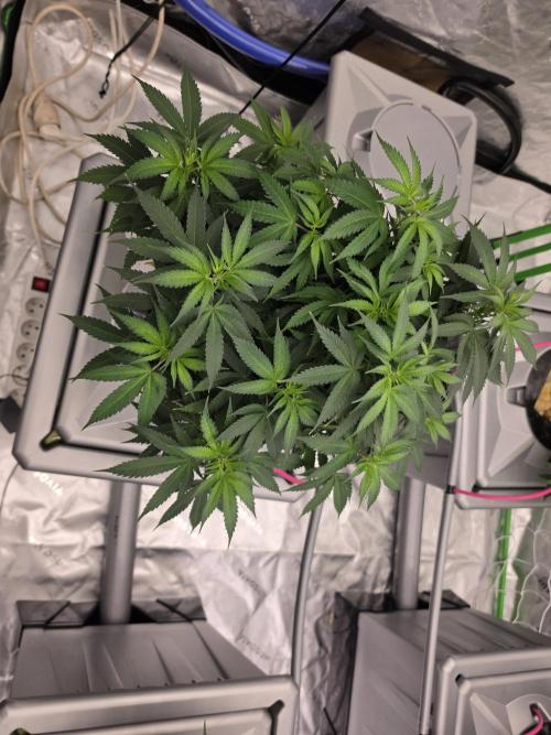 Aero #kannabia Candy cream go fast. Week 9