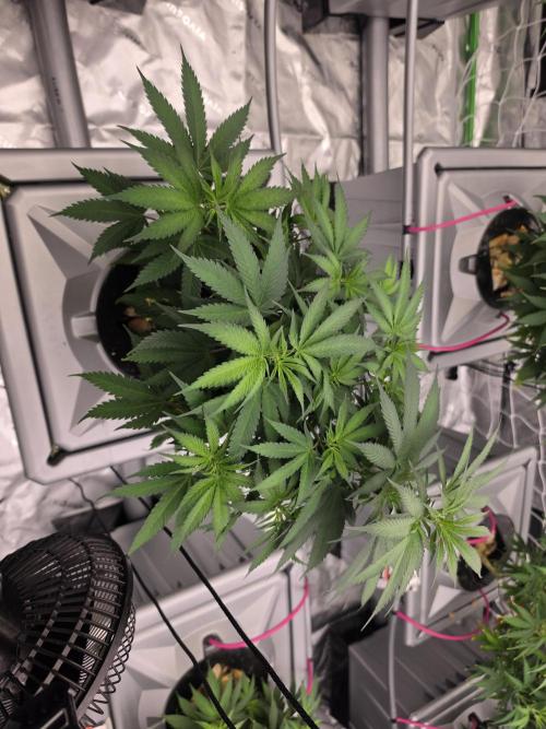 Aero #kannabia Candy cream go fast. Week 9
