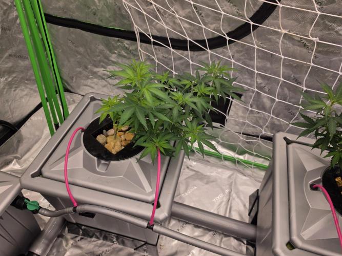 Aero #kannabia sunset sherbet. Week 9
