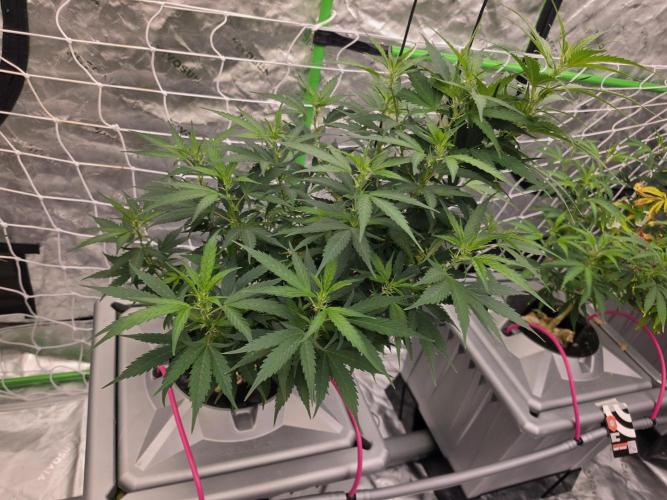 Aero #kannabia sunset sherbet. Week 9
