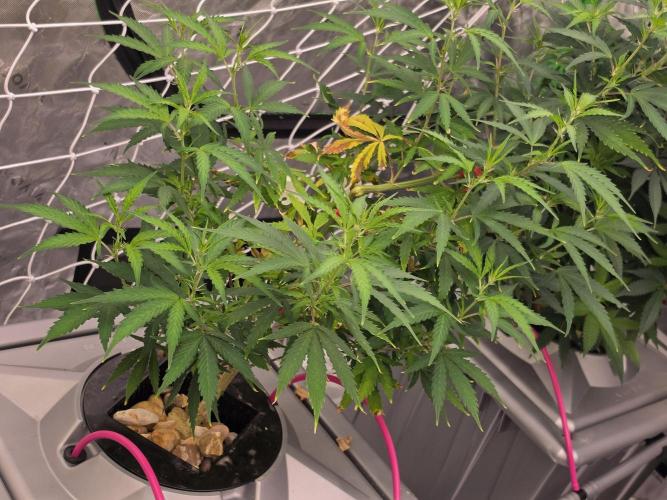 Aero #kannabia sunset sherbet. Week 9