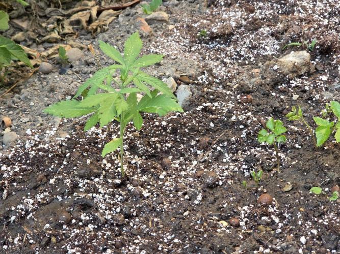 Outdoor haze 2. Week 2