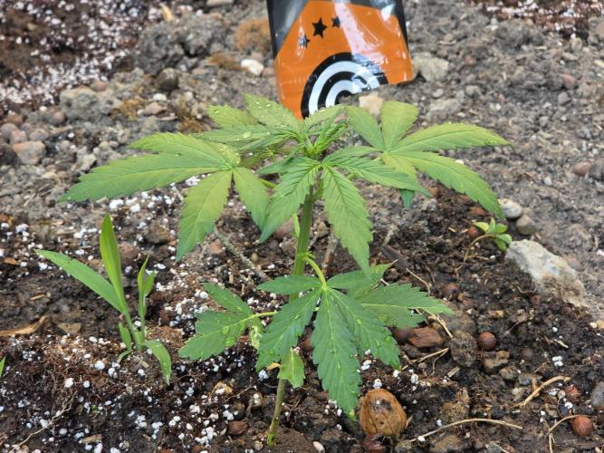 Outdoor haze 2. Week 2