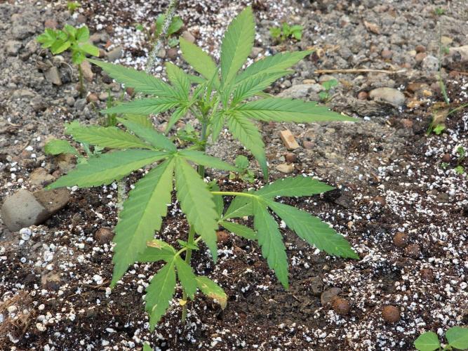 Outdoor haze 2. Week 2