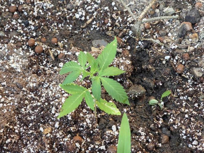 Rqs f1 outdoor 1. Week 2