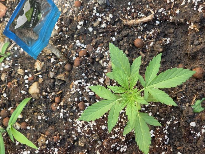 Rqs f1 outdoor 2. Week 2